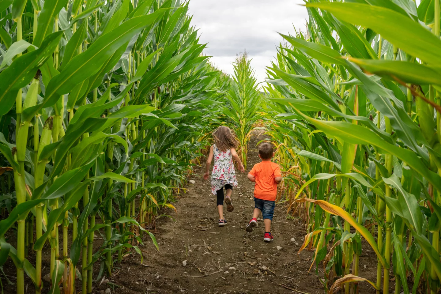 Labyrinthe de maïs